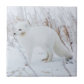 Arctic Fox Tegeltje (Voorkant)
