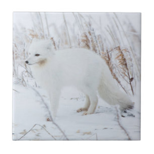 Arctic Fox Tegeltje