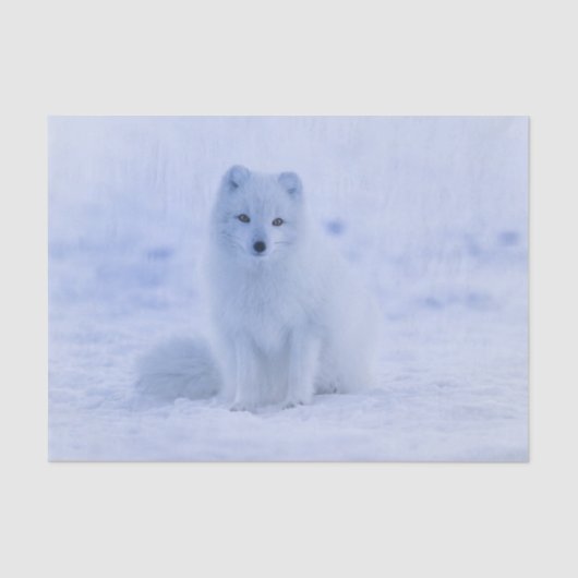 arctic fox tissue paper tissuepapier (Voorkant)