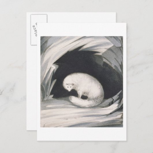 Arctic Fox uit 'Narrative of a Second Reyage in Briefkaart (Voorkant / Achterkant)
