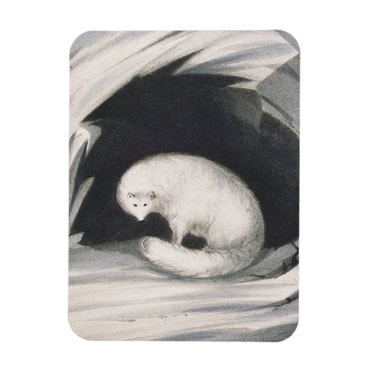 Arctic Fox uit 'Narrative of a Second Reyage in Magneet (Verticaal)