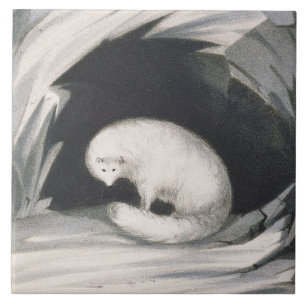 Arctic Fox uit 'Narrative of a Second Reyage in Tegeltje