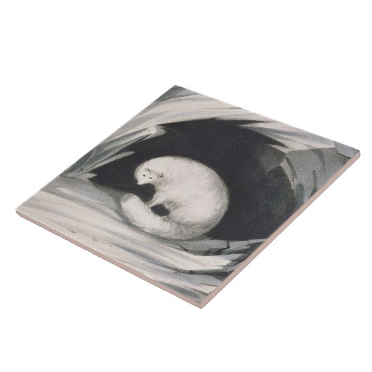 Arctic Fox uit 'Narrative of a Second Reyage in Tegeltje (Zijkant)