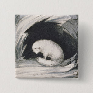Arctic Fox uit 'Narrative of a Second Reyage in Vierkante Button 5,1 Cm