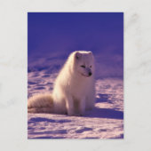 Arctic Fox Winter Snow Landscape Briefkaart (Voorkant)