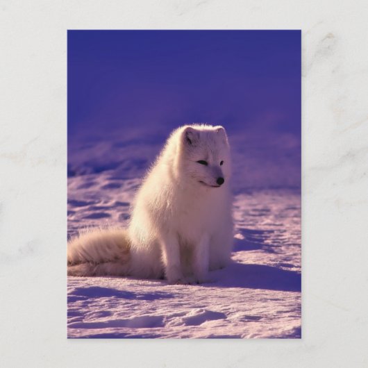 Arctic Fox Winter Snow Landscape Briefkaart (Voorkant)