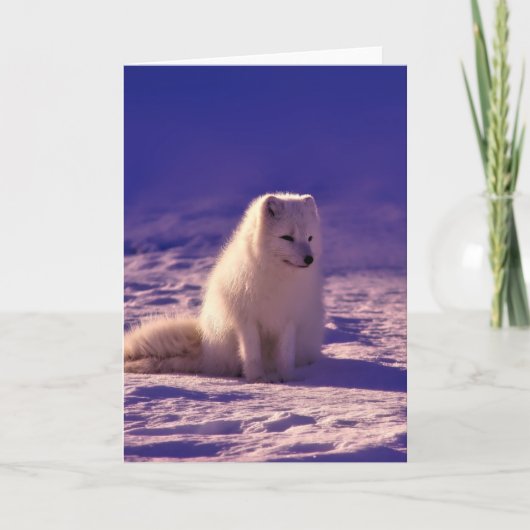 Arctic Fox Winter Snow Landscape Kaart (Voorkant)