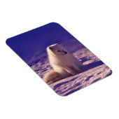 Arctic Fox Winter Snow Landscape Magneet (Rechterzijde)