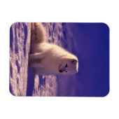 Arctic Fox Winter Snow Landscape Magneet (Horizontaal)