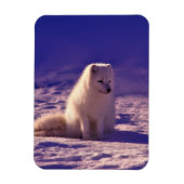 Arctic Fox Winter Snow Landscape Magneet (Verticaal)