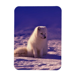 Arctic Fox Winter Snow Landscape Magneet