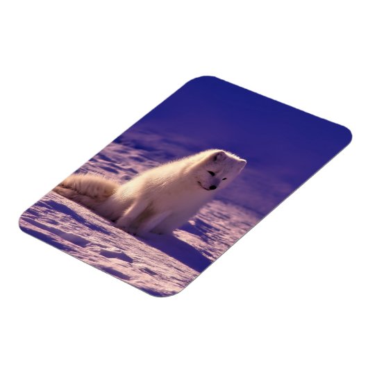 Arctic Fox Winter Snow Landscape Magneet (Linkerzijde)