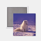 Arctic Fox Winter Snow Landscape Magneet (Voorkant / Achterkant)