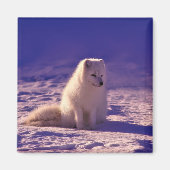 Arctic Fox Winter Snow Landscape Magneet (Voorkant)