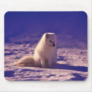 Arctic Fox Winter Snow Landscape Muismat