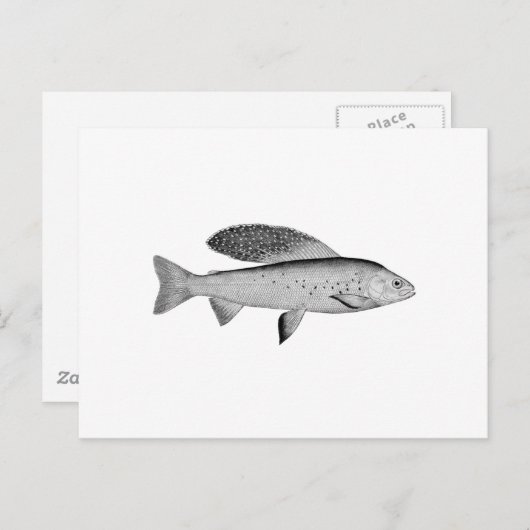 Arctic Grayling Logo (lijnkunst) Briefkaart (Voorkant / Achterkant)