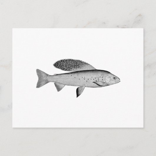 Arctic Grayling Logo (lijnkunst) Briefkaart (Voorkant)