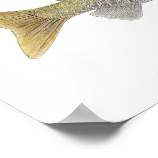 Arctic Grayling met Montana Markings Poster (Hoek)