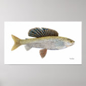 Arctic Grayling met Montana Markings Poster (Voorkant)