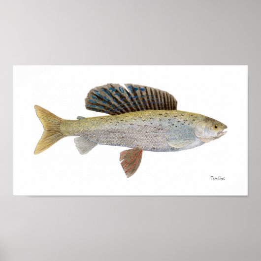Arctic Grayling met Montana Markings Poster (Voorkant)