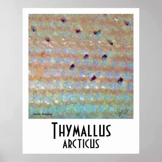 Arctic Grayling Poster (Voorkant)