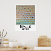 Arctic Grayling Poster (Keuken)