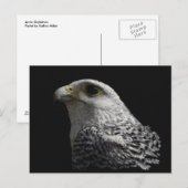 Arctic Gyrfalcon Briefkaart (Voorkant / Achterkant)