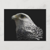 Arctic Gyrfalcon Briefkaart (Voorkant)