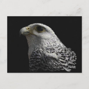 Arctic Gyrfalcon Portrait Painting Briefkaart