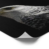 Arctic Gyrfalcon Portrait Painting Poster (Hoek)