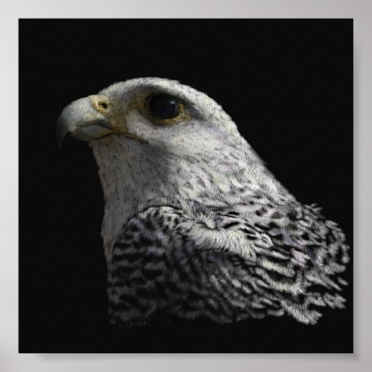 Arctic Gyrfalcon Portrait Painting Poster (Voorkant)