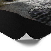 Arctic Gyrfalcon Poster (Hoek)