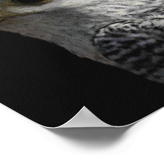 Arctic Gyrfalcon Poster (Hoek)