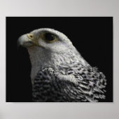 Arctic Gyrfalcon Poster (Voorkant)