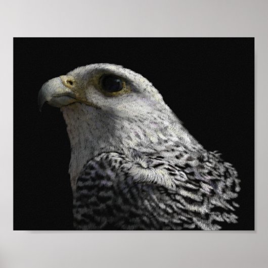 Arctic Gyrfalcon Poster (Voorkant)