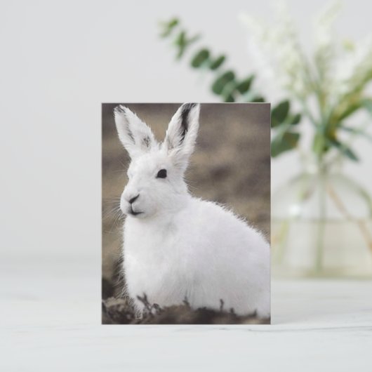 Arctic Hare Briefkaart (Staand voorkant)