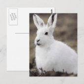 Arctic Hare Briefkaart (Voorkant / Achterkant)