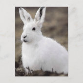 Arctic Hare Briefkaart (Voorkant)