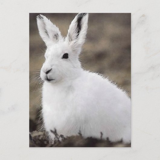 Arctic Hare Briefkaart (Voorkant)