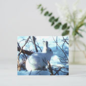 Arctic Hare Briefkaart (Staand voorkant)