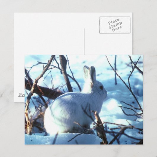 Arctic Hare Briefkaart (Voorkant / Achterkant)