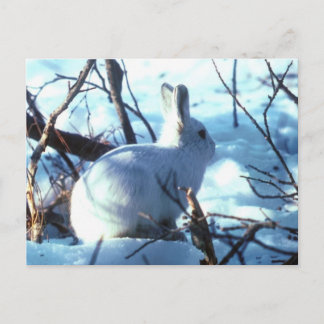 Arctic Hare Briefkaart
