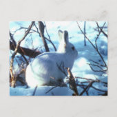 Arctic Hare Briefkaart (Voorkant)