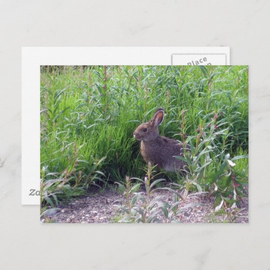 Arctic Hare Briefkaart (Voorkant / Achterkant)