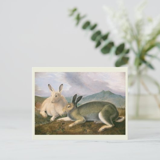 Arctic Hare, c1841, schilderij, John James Audubon Briefkaart (Staand voorkant)