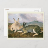 Arctic Hare, c1841, schilderij, John James Audubon Briefkaart (Voorkant / Achterkant)