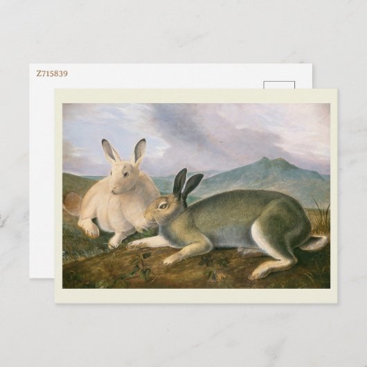 Arctic Hare, c1841, schilderij, John James Audubon Briefkaart (Voorkant / Achterkant)