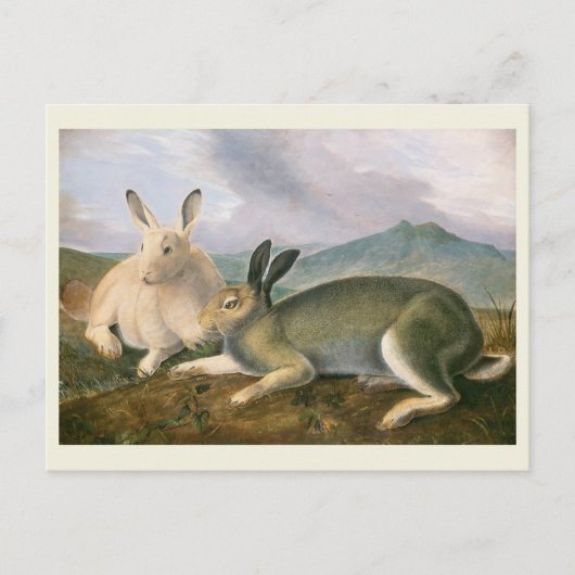 Arctic Hare, c1841, schilderij, John James Audubon Briefkaart (Voorkant)