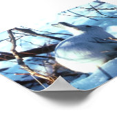 Arctic Hare in photo size Poster (Hoek)