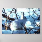 Arctic Hare in photo size Poster (Voorkant)